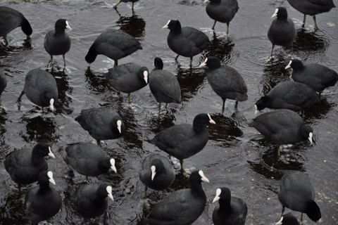 В Херсонской области из-за инфекции погибли 5200 диких птиц – Госпродпотребслужба