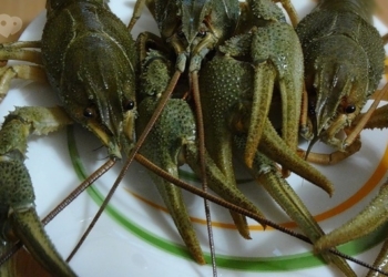 В Швейцарии законом запретили  держать раков на льду или варить их заживо