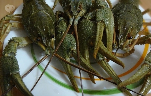 В Швейцарии законом запретили  держать раков на льду или варить их заживо