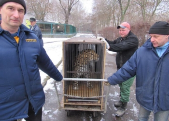 Звериный безвиз: амурский леопард Рокот отправился из Николаева во Францию