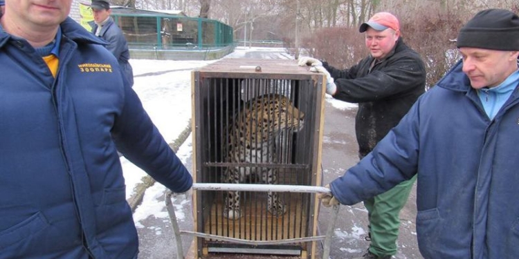 Звериный безвиз: амурский леопард Рокот отправился из Николаева во Францию