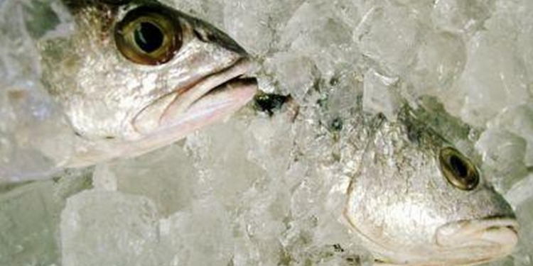 Предновогодний скандал в Первомайске, конечно, чуть мельче, чем в Николаеве, но все-таки – в подвале мэрии торговали мороженой рыбой