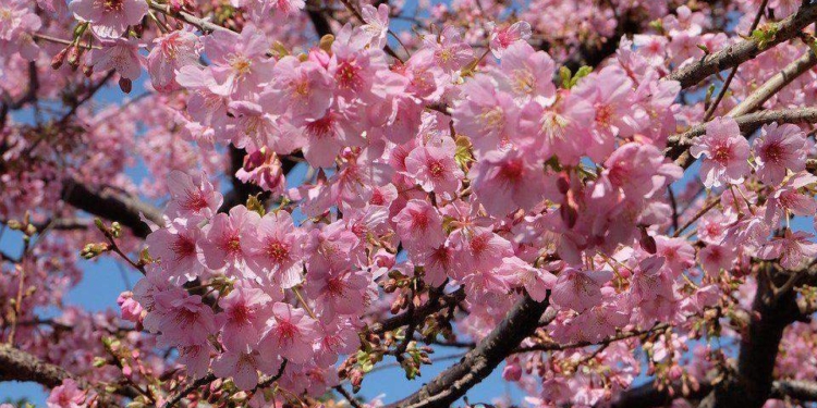 Где-то снежные ураганы, а в Одессе на Рождество зацвела сакура