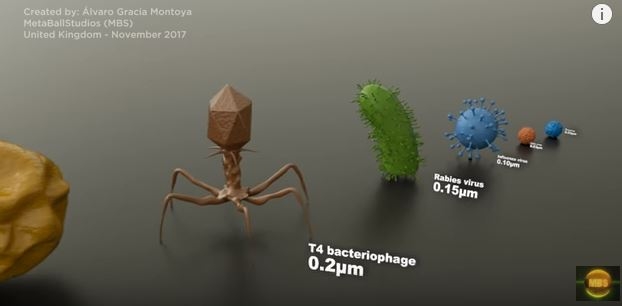Гиганты и карлики микромира: от мельчайших вирусов до амебы