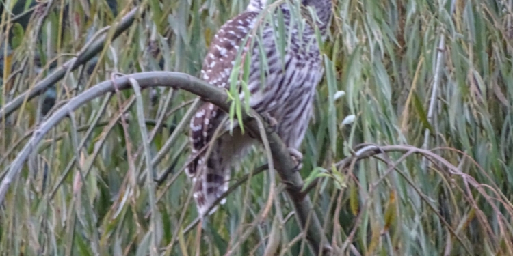 В одном из городов США горожан атакует пикирующая сова. Есть пострадавшие