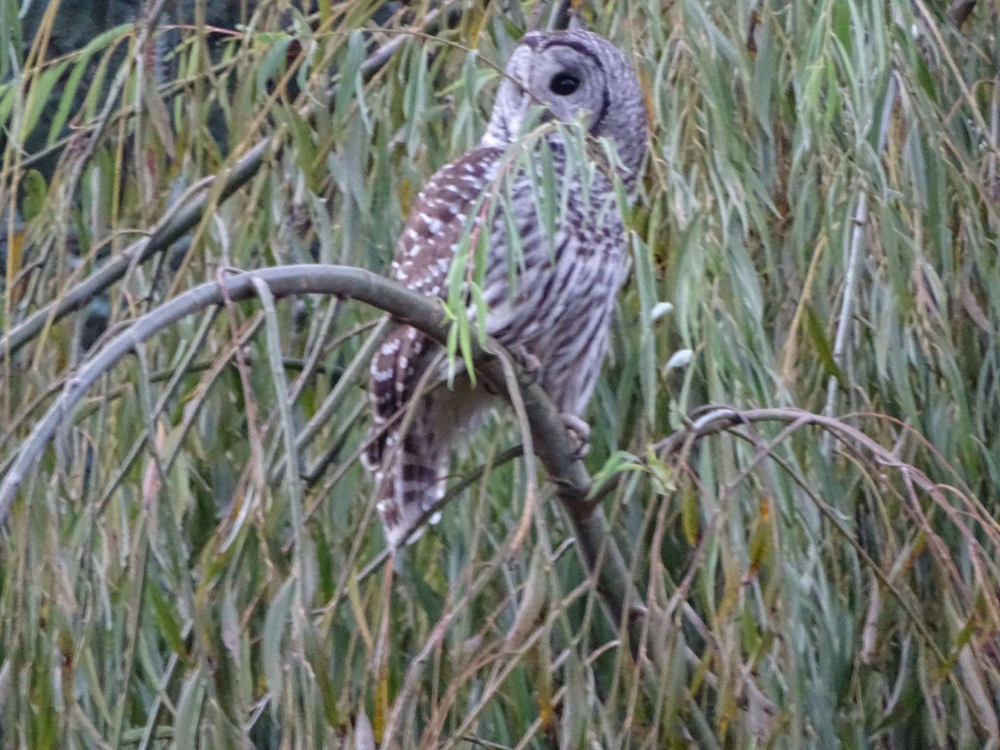 В одном из городов США горожан атакует пикирующая сова. Есть пострадавшие