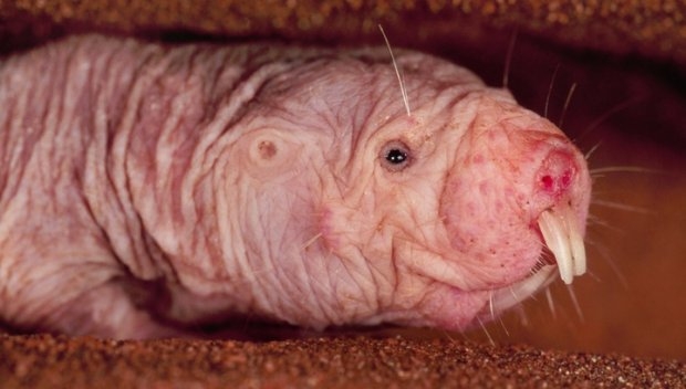 В Google исследуют животное, которое может помочь побороть смерть и старение