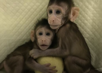 В Китае ученые впервые клонировали обезьян