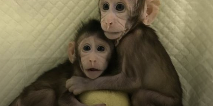 В Китае ученые впервые клонировали обезьян