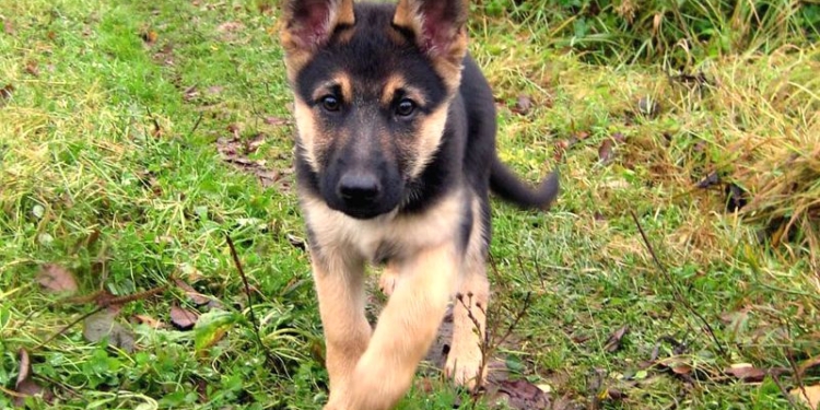 В Николаевской области полиция расследует дело о похищении овчарки