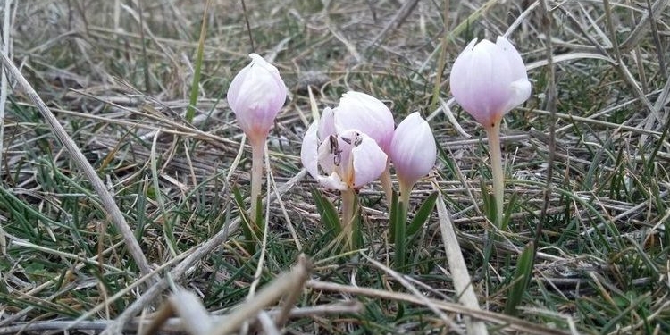 Скоро и у нас? В Херсонской области зацвели первоцветы