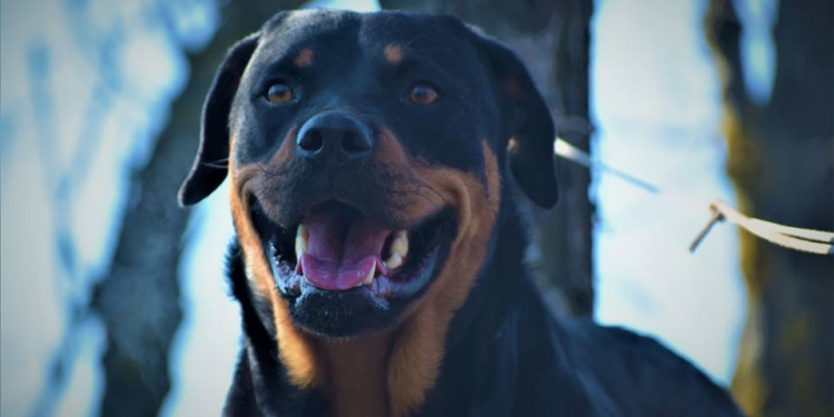 Четырехлапый николаевский морпех: вторая ротация для ротвейлера Рокси