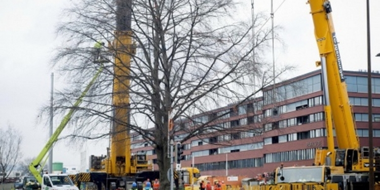 Аж завидно: в Швейцарии граждане добились пересадки 80-летнего дерева, которое росло на пути проведения новой трамвайной колеи