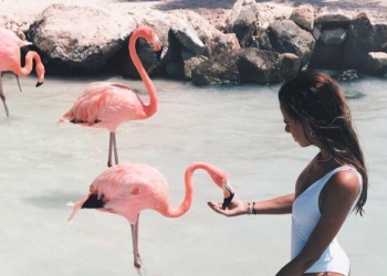 Работа мечты: в курортном комплексе Baha Mar на Багамах ищут работника, который ухаживал бы за розовыми фламинго