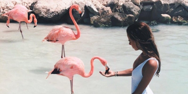 Работа мечты: в курортном комплексе Baha Mar на Багамах ищут работника, который ухаживал бы за розовыми фламинго