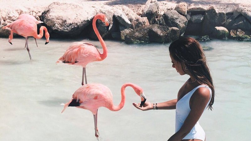 Работа мечты: в курортном комплексе Baha Mar на Багамах ищут работника, который ухаживал бы за розовыми фламинго 1