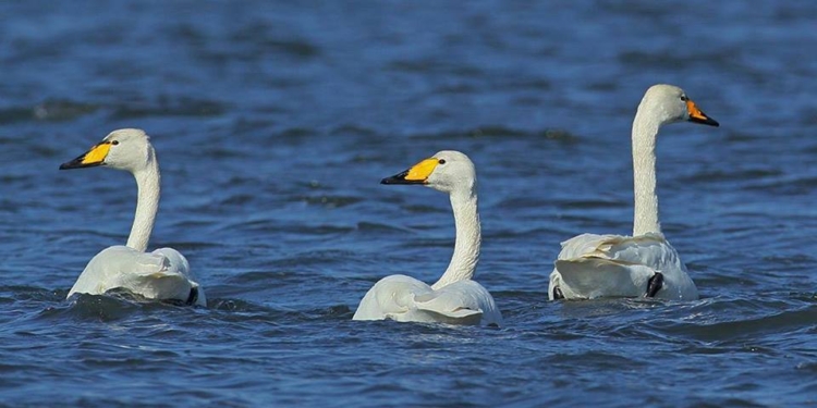 На Тилигульском лимане насчитали свыше 11 тысяч птиц – и перелетных, и местных