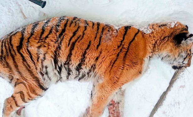 В России измученная тигрица пришла к людям за стоматологической помощью