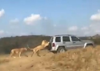«Не уходи, побудь со мною»: в сафари-парке лев не захотел отпускать внедорожник