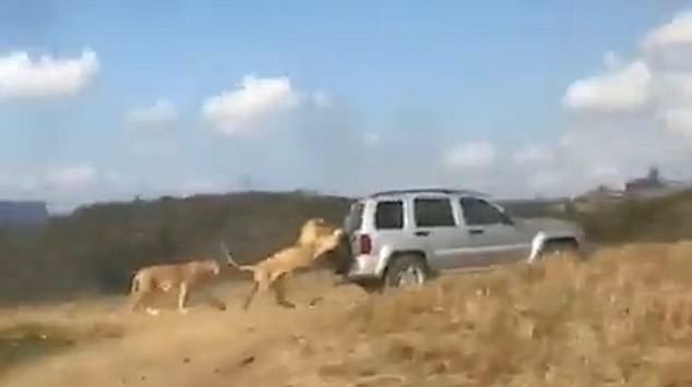 «Не уходи, побудь со мною»: в сафари-парке лев не захотел отпускать внедорожник