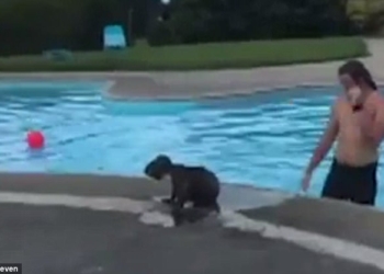 В Австралии мужчина спас коалу, случайно попавшую в общественный бассейн