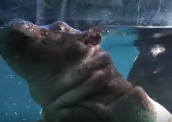 Научить плавать лучше всех сможет мама. Тем более, мама-бегемот