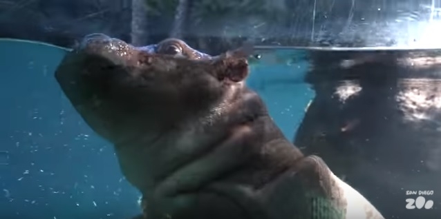 Научить плавать лучше всех сможет мама. Тем более, мама-бегемот