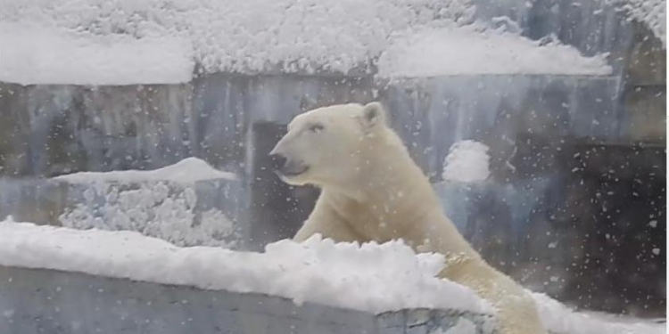 «Кайфуем, сегодня мы с тобой кайфуем»: как белый медведь в Николаевском зоопарке снегу радовался
