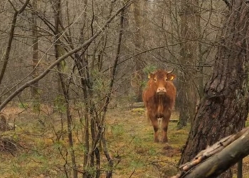 «Давай, Хермиен!»: корову, сбежавшую в лес в Нидерландах, поддержали члены королевской семьи