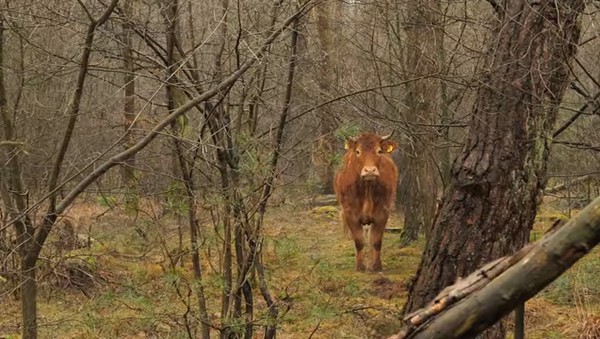 «Давай, Хермиен!»: корову, сбежавшую в лес в Нидерландах, поддержали члены королевской семьи 1