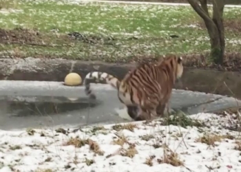Лед был тонок, а тигр – тяжел: пользователей сетей повеселило видео с большой кошкой