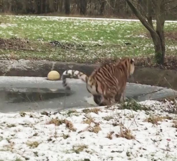 Лед был тонок, а тигр – тяжел: пользователей сетей повеселило видео с большой кошкой 1