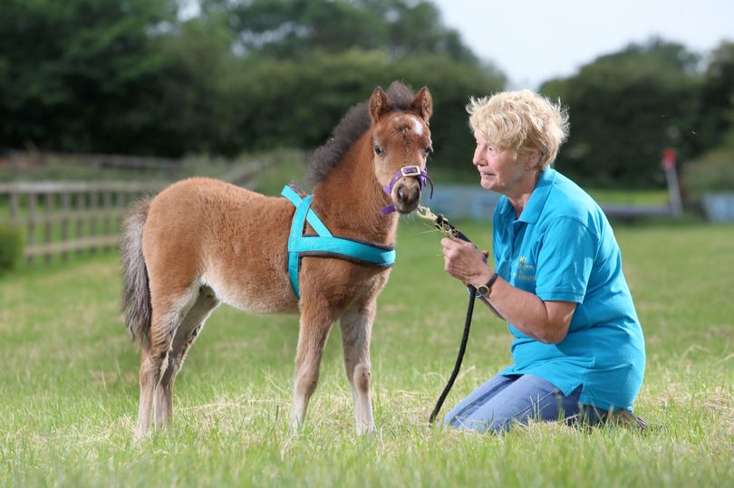 В Великобритании поводырем для незрячего человека впервые в истории станет лошадь 1