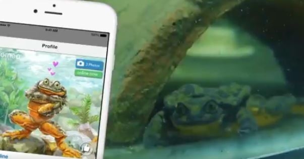 Будем надеяться, что к 14 февраля найдут: самцу очень редкой лягушки ищут пару на сайте знакомств