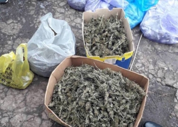 На Николаевщине полиция перекрыла межрегиональный канал оптовой торговли каннабисом элитного сорта