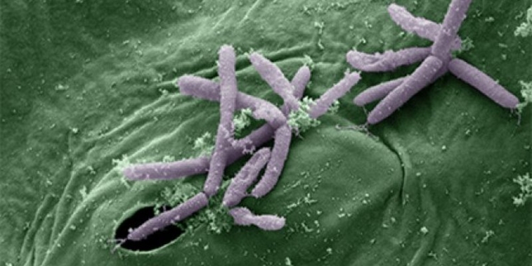 В Индии могут появиться опасные супербактерии – ученые
