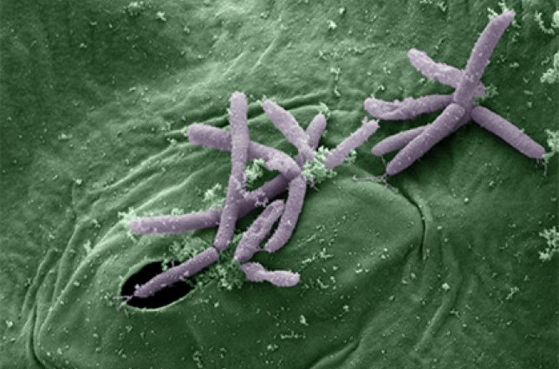 В Индии могут появиться опасные супербактерии – ученые 1