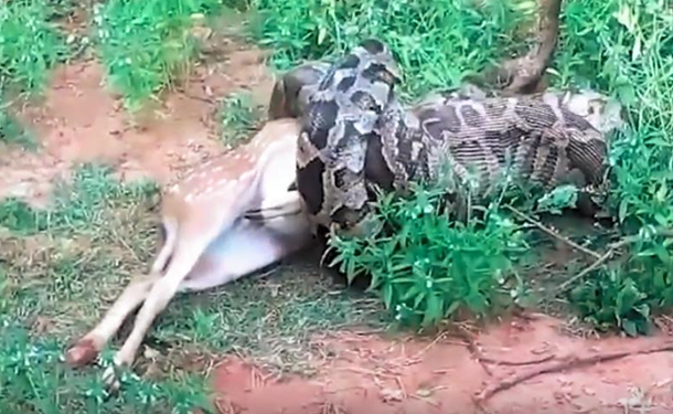 Жуть. На Шри-Ланке огромный питон убил оленя и заглотил его на глазах туристов