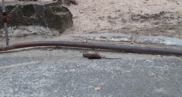 В многоэтажке Южноукраинска травили крыс – они перебежали в детсад