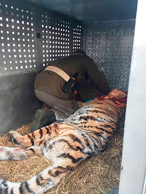 В России измученная тигрица пришла к людям за стоматологической помощью 3