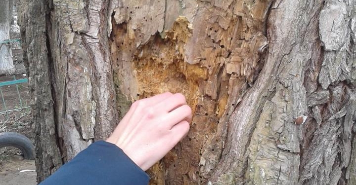 В Николаеве общественники теперь ездят вместе с комиссией департамента ЖКХ на осмотр деревьев под снос