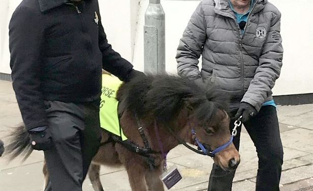 В Великобритании поводырем для незрячего человека впервые в истории станет лошадь