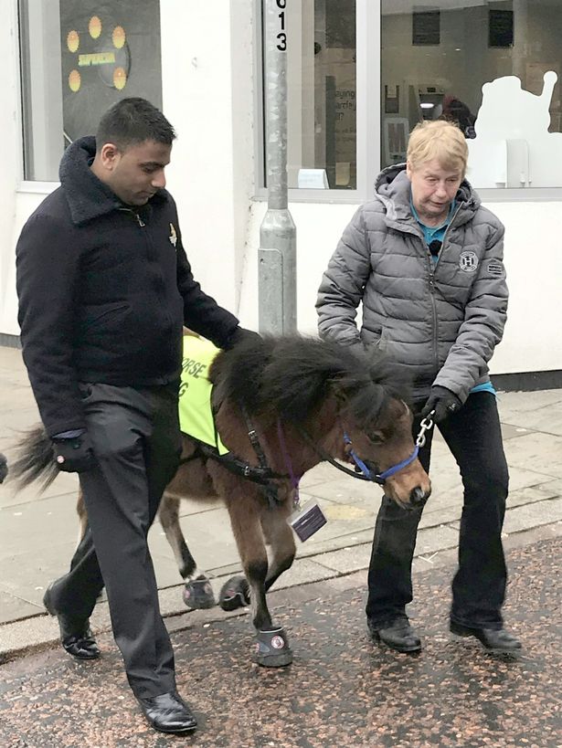 В Великобритании поводырем для незрячего человека впервые в истории станет лошадь 3