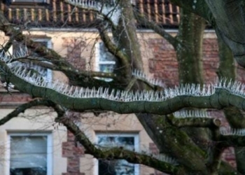 В Британии дорогие авто защищают от птиц с помощью шипов