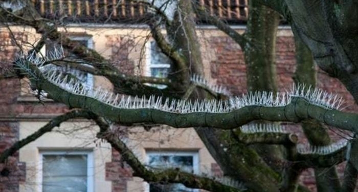 В Британии дорогие авто защищают от птиц с помощью шипов