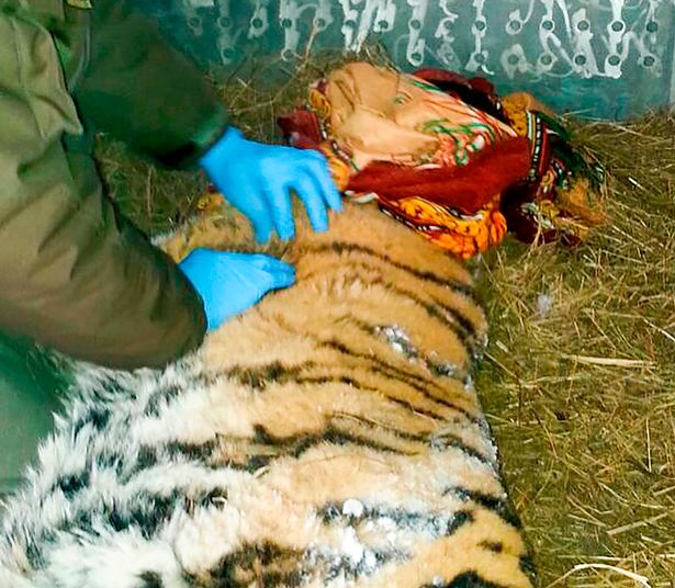 В России измученная тигрица пришла к людям за стоматологической помощью 5