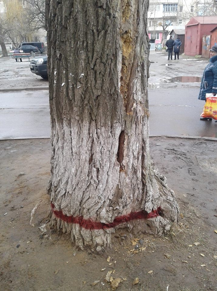 В Николаеве общественники теперь ездят вместе с комиссией департамента ЖКХ на осмотр деревьев под снос 6