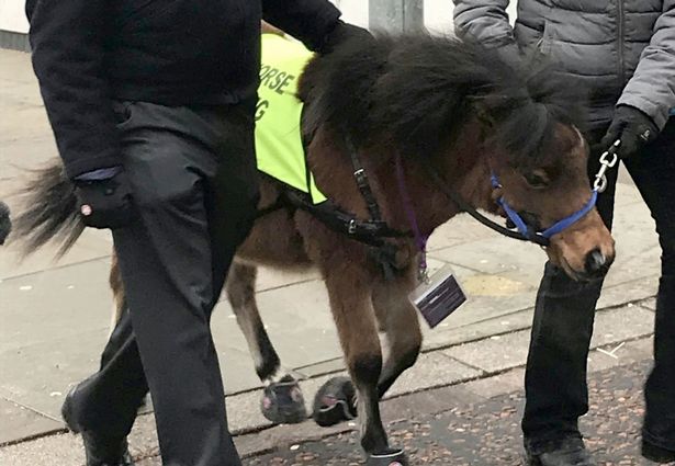 В Великобритании поводырем для незрячего человека впервые в истории станет лошадь 5