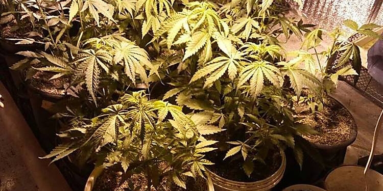 За 18 кустов конопли 22-летнему «агротехнику» с Николаевщины грозит до 3 лет ограничения свободы