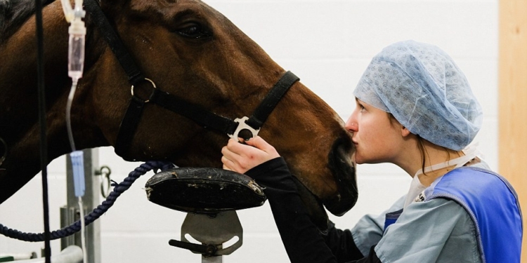 Когда «клиент» стоит миллионы: как в Англии лечат чистокровных скаковых лошадей